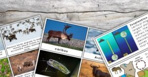 Educational cards featuring caribou, zooplankton, and Arctic wildlife images, diagrams, and text illustrate migration patterns and animal behavior, making them perfect for engaging learning activities on a wooden surface. Montessori Nature Printables
