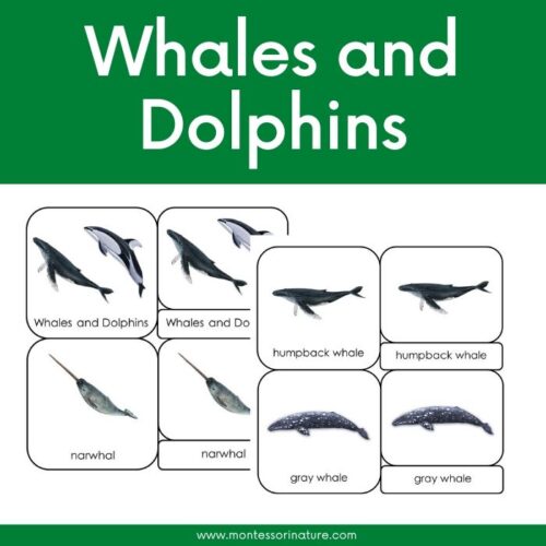 whales and dolphins 3 part cards