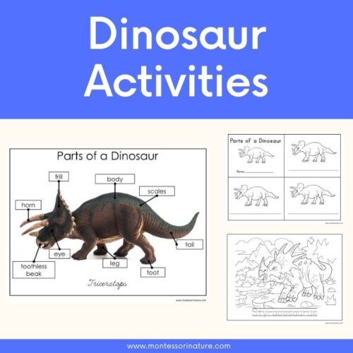 Free Printable - Parts of a Dinosaur Learning Activities | Montessori ...