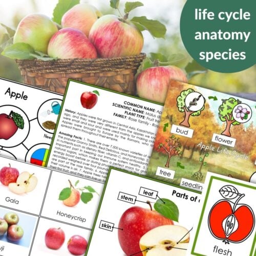The Parts of an Apple Life Cycle Activities features a basket of apples and educational diagrams showing the apple life cycle, varieties, and anatomy with labeled illustrations—great for classroom apple or life cycle activities. Montessori Nature Printables