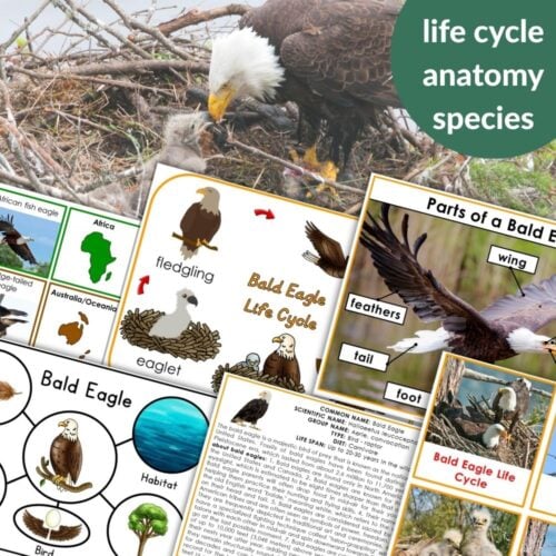 The Parts of the Bald Eagle Life Cycle Nomenclature 3 Part Cards Facts set includes educational materials on the Bald Eagle’s life cycle and anatomy, featuring diagrams, labels, and factual cards for effective learning. Montessori Nature Printables