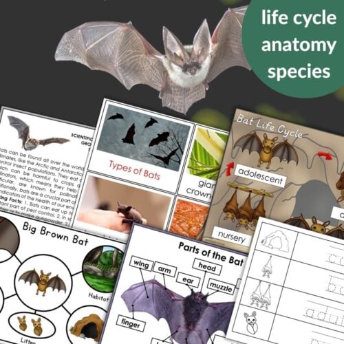 Parts of a Bat Life Cycle Activities includes educational bat worksheets with life cycle stages, bat anatomy diagrams, engaging activities, informational text, and vivid bat images. Montessori Nature Printables