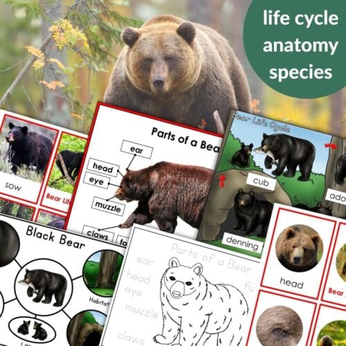 Parts of a Bear Life Cycle Activities includes educational bear materials with images, diagrams of bears, labeled anatomy, life cycle activities, and a large background bear photo. Montessori Nature Printables