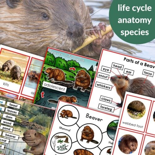 Parts of a Beaver Life Cycle Activities features beaver-themed educational materials, including life cycle diagrams, anatomy labels, activity sheets, photos, and vocabulary words. A circle reads "life cycle anatomy species. Montessori Nature Printables