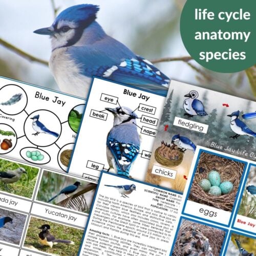 Collage of "Parts of a Blue Jay Life Cycle Activities" featuring anatomy diagrams, labeled Blue Jay parts, life cycle stages, and fact sheets, with a "life cycle anatomy species" label in the corner. Montessori Nature Printables
