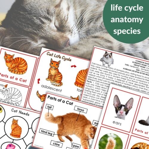 A collage of educational cat diagrams, fact sheets, and activities from "Parts of a Cat Life Cycle Activities" is displayed over a photo of a sleeping cat, with a green circle labeled “cat life cycle anatomy parts of a cat species.”. Montessori Nature Printables