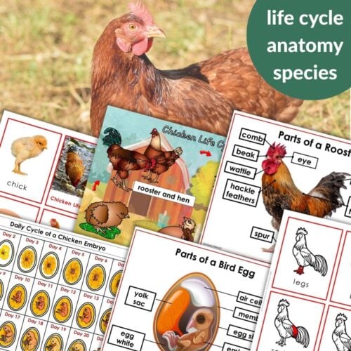 A chicken stands outdoors behind charts from the "Chicken Life Cycle Parts of a Rooster Bird Egg Daily Cycle of Embryo Chart," showing the life cycle, anatomy diagrams, labeled eggs, chicks, rooster birds, and an embryo chart. Montessori Nature Printables