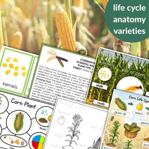 The "Parts of a Corn Life Cycle Activities" features worksheets and diagrams on corn anatomy, kernels, and the life cycle, shown with a fresh corn cob in the background. Montessori Nature Printables