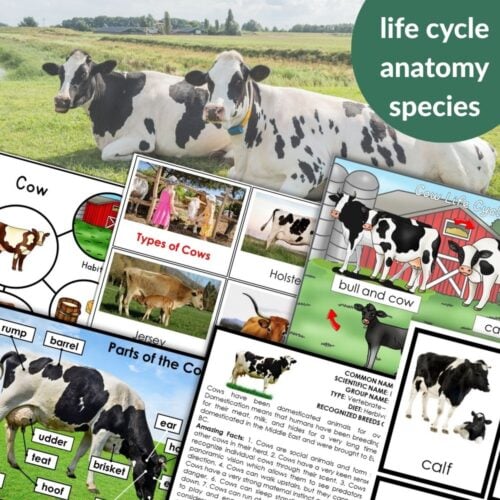 Parts of a Cow Life Cycle Activities: A collage featuring educational materials on cow life cycle, anatomy, various breeds, and a background photo of two cows lying on grass. Montessori Nature Printables