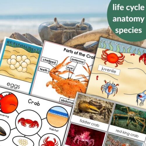 A collage showcasing "Parts of a Crab Life Cycle Activities" worksheets—covering crab life cycle stages, body parts, habitat, and species—overlaid on a photo of a crab at the beach. Montessori Nature Printables