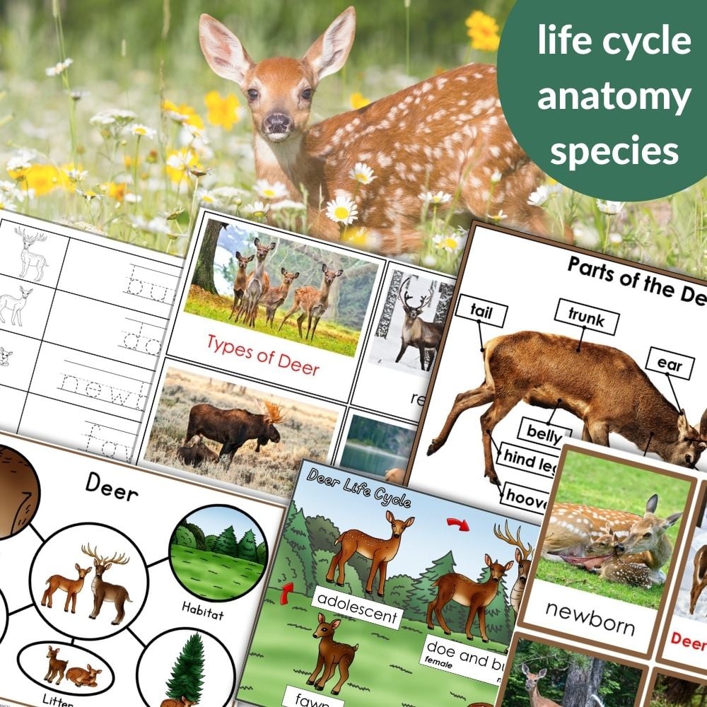 Parts of a Deer Life Cycle Activities: educational materials featuring deer anatomy diagrams, life cycle activities, types of deer, and photos of deer at different development stages. Montessori Nature Printables