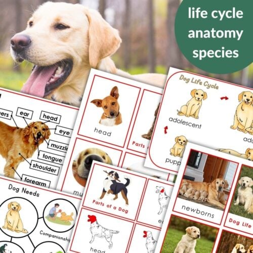 Collage showcasing "Parts of a Dog Life Cycle Activities" with educational worksheets on dog anatomy and life stages, plus photos and illustrations of dogs at each stage. Montessori Nature Printables