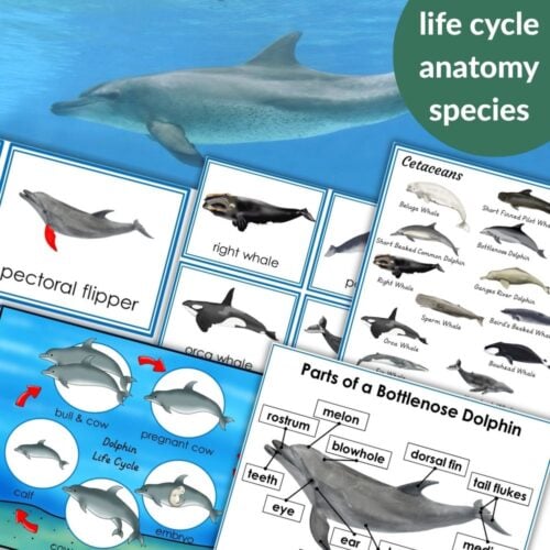 Dolphins Cetaceans: 3 Part Cards Facts Blackline Master Diagrams feature dolphin anatomy diagrams, whale species charts, and cetacean life cycle illustrations with labeled body parts and educational text. Montessori Nature Printables