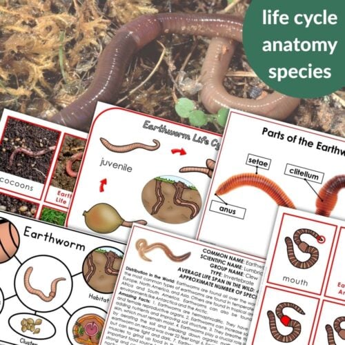 Parts of an Earthworm Life Cycle Activities: educational worksheets with diagrams of earthworm anatomy and life cycle, plus labeled earthworm parts, all overlaid on a live earthworm photo on soil. Montessori Nature Printables