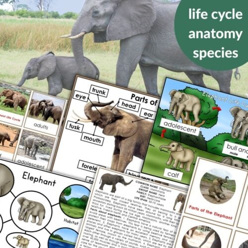 Parts of an Elephant Life Cycle Activities features anatomy diagrams, life cycle stages, and species info with an adult elephant and calf—perfect for teaching with engaging elephant activities. Montessori Nature Printables