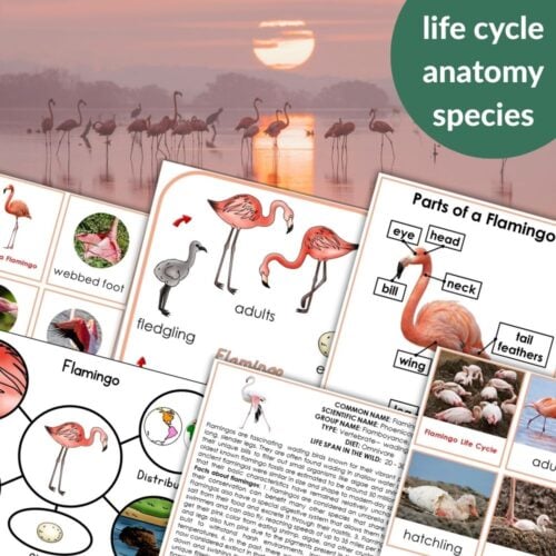 Parts of a Flamingo Life Cycle Activities worksheets are displayed in the foreground, showing flamingo life cycle and anatomy, with a sunset and flamingos in the background. Montessori Nature Printables