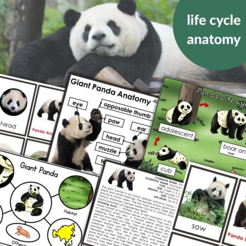 Parts of a Giant Panda Life Cycle Activities includes a collage of educational materials with giant panda images, life cycle stages, anatomy diagrams, labeled body parts, activities, and info text, plus a panda photo background. Montessori Nature Printables