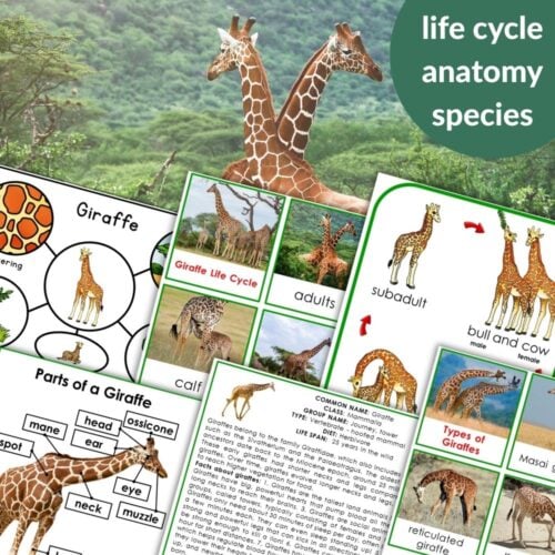 Parts of a Giraffe Life Cycle Activities features educational materials on giraffe anatomy, life cycles, types of giraffes, and informative text over a background photo of two giraffes. Montessori Nature Printables