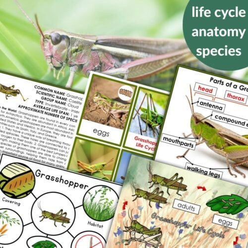 Parts of a Grasshopper Life Cycle Activities includes a collage of grasshopper images, life cycle tasks, anatomical labels, and educational text about grasshopper species, anatomy, and growth stages. Montessori Nature Printables