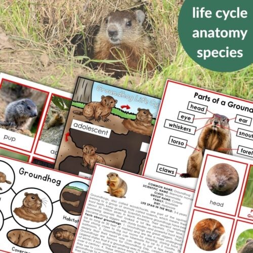 The "Parts of a Groundhog Life Cycle Activities" includes photo collages, labeled anatomy diagrams, life cycle illustrations, and species facts. A green circle highlights life cycle activities, anatomy features, and groundhog species information. Montessori Nature Printables