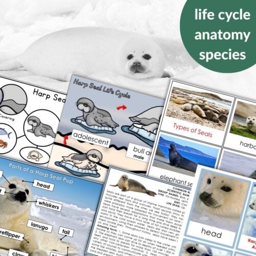 Parts of a Harp Seal Life Cycle Activities includes worksheets with harp seal life cycle diagrams, anatomy labels, species facts, and photos, all set on an image featuring a harp seal pup. Montessori Nature Printables