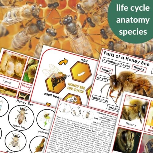 The Parts of a Honey Bee Life Cycle Nomenclature 3 Part Cards Facts set includes educational materials with 3-part cards, bee photos, and diagrams of the honey bee’s life cycle, anatomy, species, and labeled parts. Montessori Nature Printables