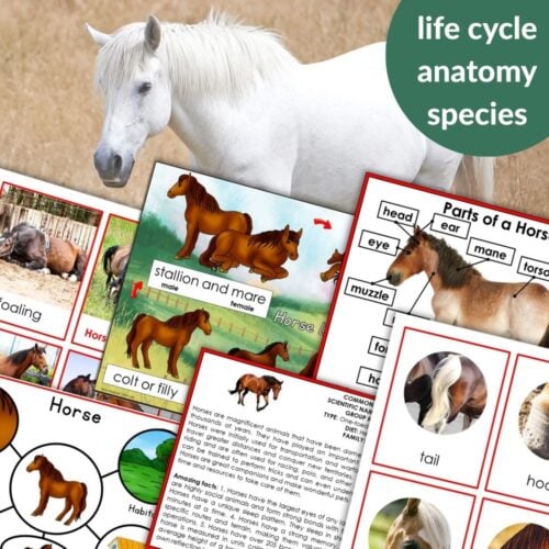 Parts of a Horse Life Cycle Activities features diagrams, text, and photos explaining horse anatomy, life cycle stages, and species, with a white horse image as the background. Montessori Nature Printables