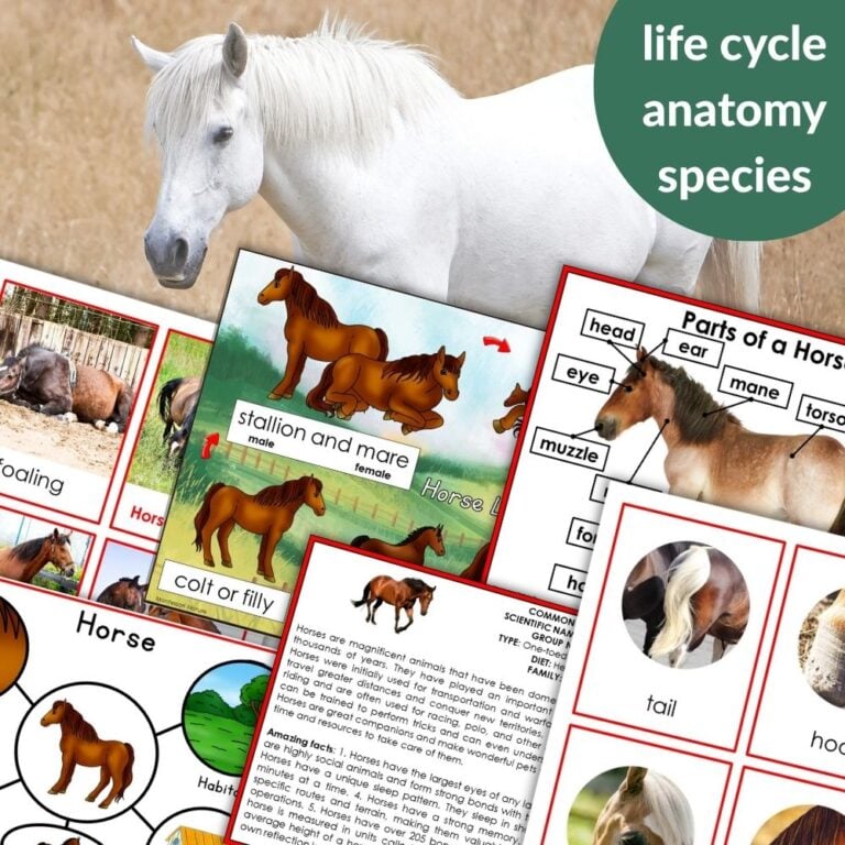 Parts of a Horse Life Cycle Activities - Montessori Nature