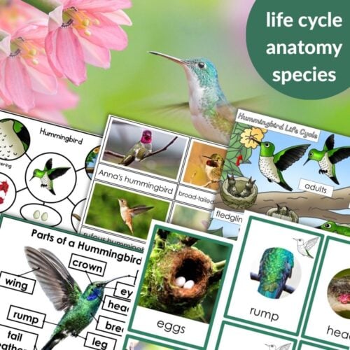 Parts of a Hummingbird Life Cycle Activities includes labeled diagrams, life cycle activities, species ID cards, and photos of a nest with eggs next to flowers and a hummingbird. Montessori Nature Printables