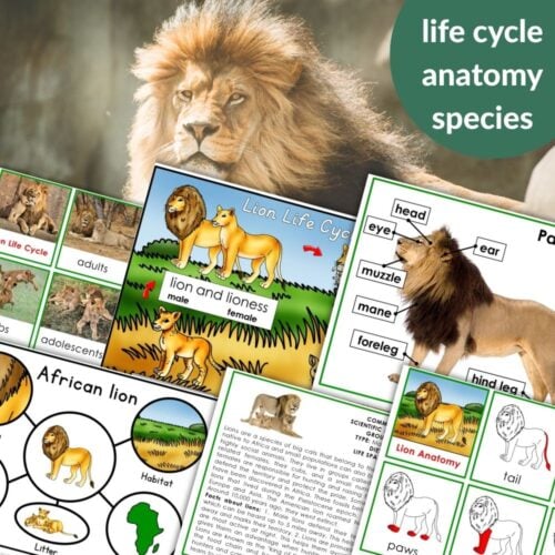 A collage of Parts of a Lion Life Cycle Types Nomenclature 3 Part Cards Facts, featuring lion anatomy diagrams, life cycle stages, habitat info, and a male lion photo in the background. Montessori Nature Printables
