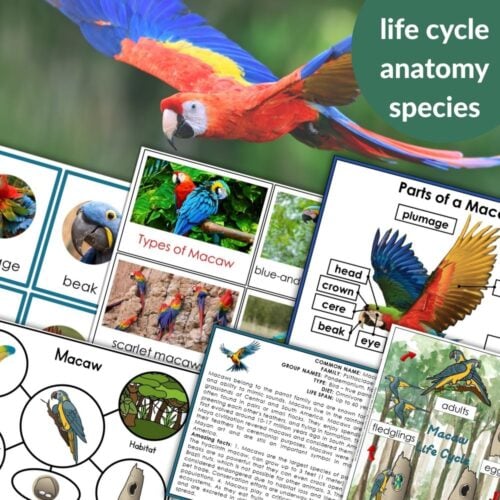 Parts of a Macaw Life Cycle Activities: Includes engaging macaw activities, vibrant images, labeled anatomy diagrams, different macaw species info, and a flying scarlet macaw with “life cycle, anatomy, species” text. Montessori Nature Printables