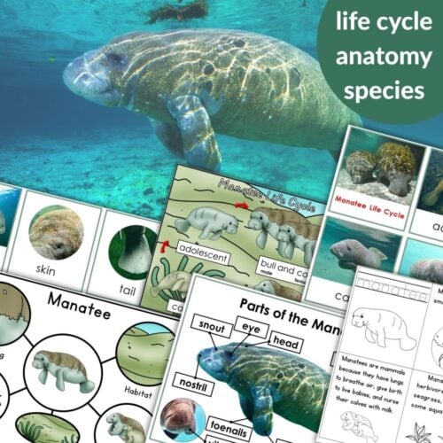Parts of a Manatee Life Cycle Activities includes diagrams, labeled parts, images, and informational text about manatees—perfect for learning, all set on a photo of a swimming manatee. Montessori Nature Printables