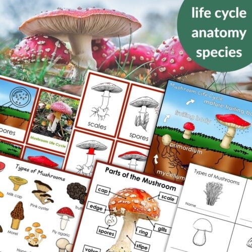 Parts of a Mushroom Life Cycle Activities feature educational materials with diagrams and illustrations of mushroom parts, life cycles, and species, set against a background photo of red-capped mushrooms. Montessori Nature Printables