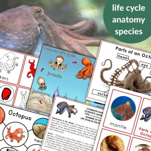 Parts of an Octopus Life Cycle Activities includes diagrams of octopus anatomy, life cycle stages, labeled parts, and species details with a photo background—ideal for fun and educational octopus activities. Montessori Nature Printables