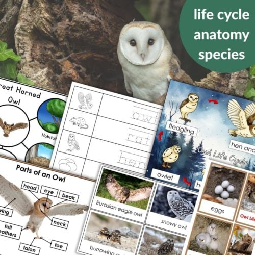 Parts of an Owl Life Cycle Activities includes life cycle charts, anatomy diagrams, species cards, and a barn owl photo—ideal for hands-on owl activities and engaging lessons about owl biology. Montessori Nature Printables