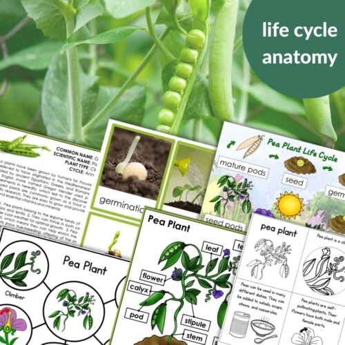Parts of a Pea Plant Life Cycle Activities includes educational materials with diagrams, life cycle activities, and labeled pea plant parts, all set against a background of pea pods. Montessori Nature Printables