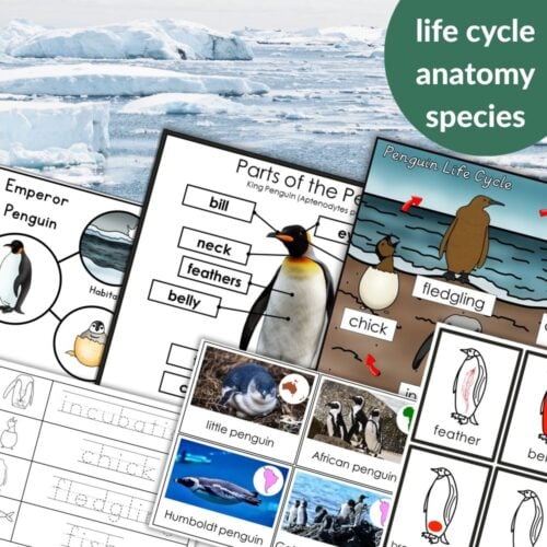 Parts of a Penguin Life Cycle Activities includes educational materials on penguin life cycle stages, anatomy, species types, and labeled images, all displayed over an icy landscape—ideal for engaging life cycle learning. Montessori Nature Printables