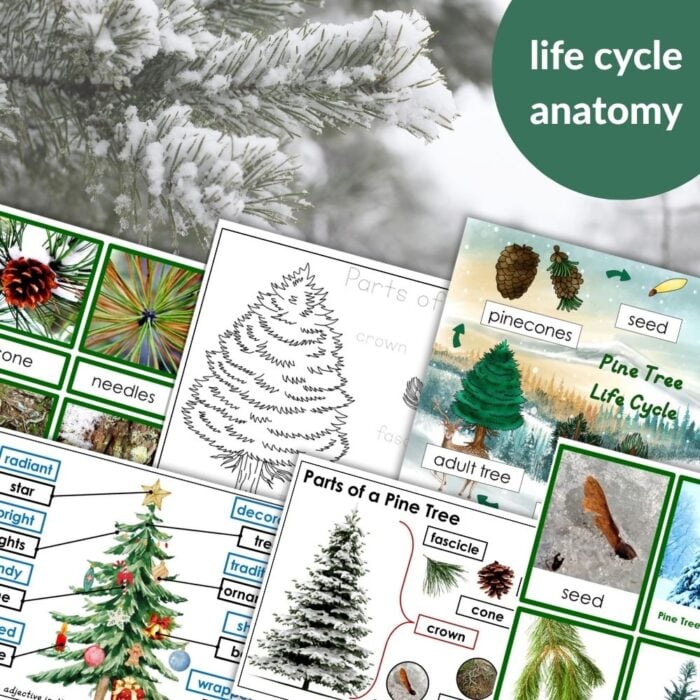 Parts of a Pine Tree Life Cycle Activities: Collage features diagrams, labeled parts, life cycle stages, seeds, and pinecones, plus a snowy branch and "life cycle anatomy" labelโgreat for fun pine tree activities or learning the pine tree life cycle. Montessori Nature Printables