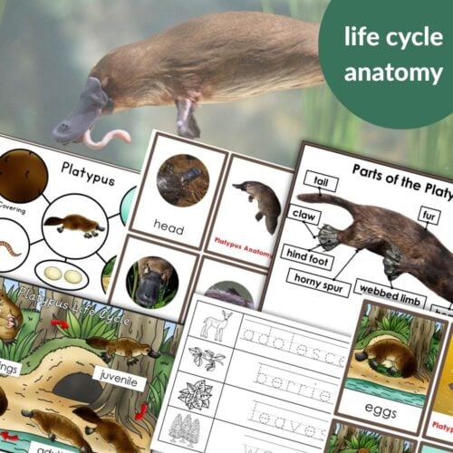 Parts of a Platypus Life Cycle Activities: educational resources featuring platypus life cycle activities, anatomy diagrams, labeled body parts, and illustrations of eggs, juveniles, and adults. Montessori Nature Printables
