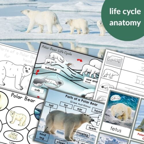 Parts of the Polar Bear Life Cycle Activities: Includes wild polar bear collage, labeled anatomy diagrams, life cycle stages, and educational worksheets. Ideal for learning about polar bear anatomy and life cycles. Text in circle: "life cycle anatomy. Montessori Nature Printables