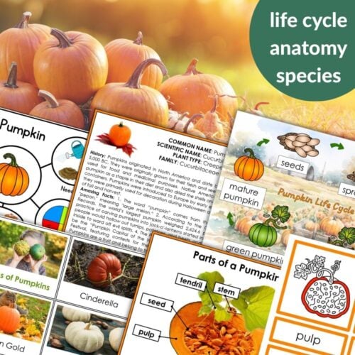 Collage of pumpkins in a field and Parts of a Pumpkin Life Cycle Activities, featuring labeled diagrams, educational materials on pumpkin life cycle and parts, photos of various pumpkins, and engaging activities for learning. Montessori Nature Printables