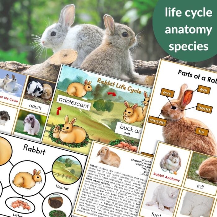 The "Parts of a Rabbit Life Cycle Activities" product features a collage of photos and diagrams showing rabbit anatomy, life cycle stages, labeled parts, species details, and descriptive text. Montessori Nature Printables