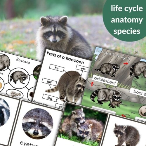 Collage featuring Parts of a Raccoon Life Cycle Activities: includes raccoon photos, life cycle diagrams, anatomy charts, and labeled close-ups, with "life cycle anatomy species" text highlighted in a green circle. Montessori Nature Printables