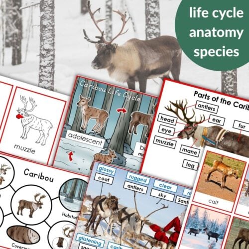 The Parts of a Caribou / Reindeer Life Cycle Activities set includes educational materials, diagrams, and photos with a large caribou image and a green “life cycle anatomy species” circle—ideal for exploring the caribou life cycle. Montessori Nature Printables