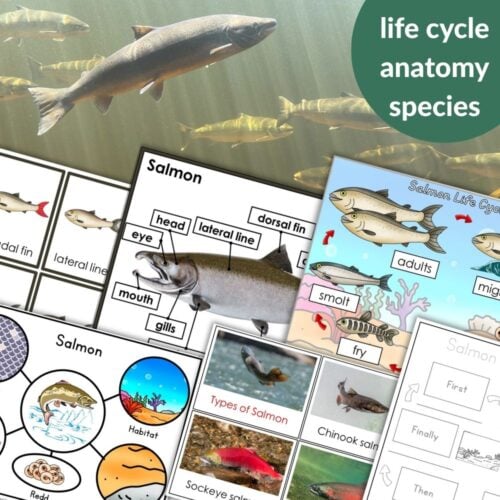 Engage students with Parts of a Salmon Life Cycle Activities—a collage of worksheets on salmon stages, anatomy, habitats, and species, plus a swimming salmon photo background—ideal for interactive life cycle lessons. Montessori Nature Printables