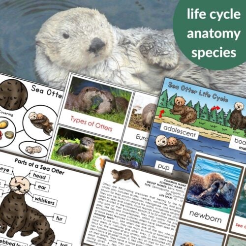 Parts of the Sea Otter Life Cycle Activities includes charts, anatomy diagrams, images, and fun educational materials about sea otters. Montessori Nature Printables
