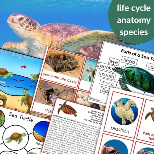 Collage of "Parts of a Sea Turtle Life Cycle Activities" featuring life cycle diagrams, anatomy labels, and a sea turtle photo. Text reads: life cycle, anatomy, species. Montessori Nature Printables