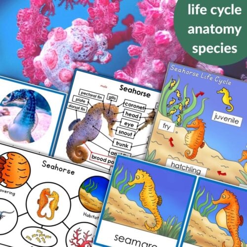 Collage of "Parts of a Seahorse Life Cycle Activities" featuring seahorse anatomy, life cycle stages, and species, with coral in the background and a "life cycle anatomy species" label. Montessori Nature Printables