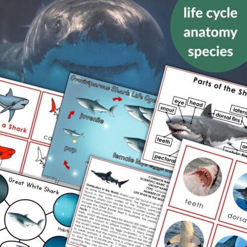 Parts of a Great White Shark Life Cycle Activities include life cycle diagrams, anatomy charts, species ID, and ocean images on a background with "life cycle, anatomy, species"—ideal for classroom use. Montessori Nature Printables