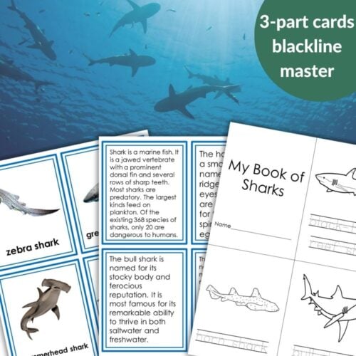 Sharks: 3 Part Cards Facts & Blackline Master features illustrated shark-themed cards, fact sheets, and a "My Book of Sharks" booklet with coloring and writing spaces. Montessori Nature Printables